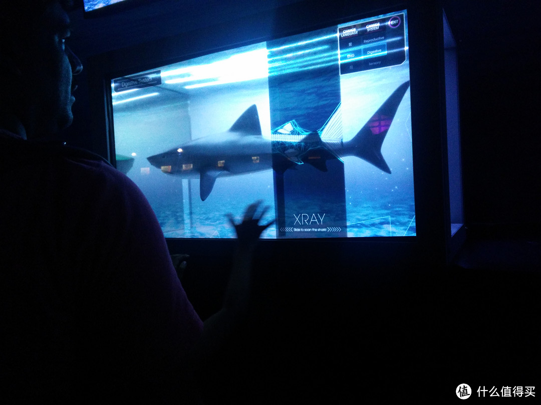 香港海洋公园鲨鱼探秘