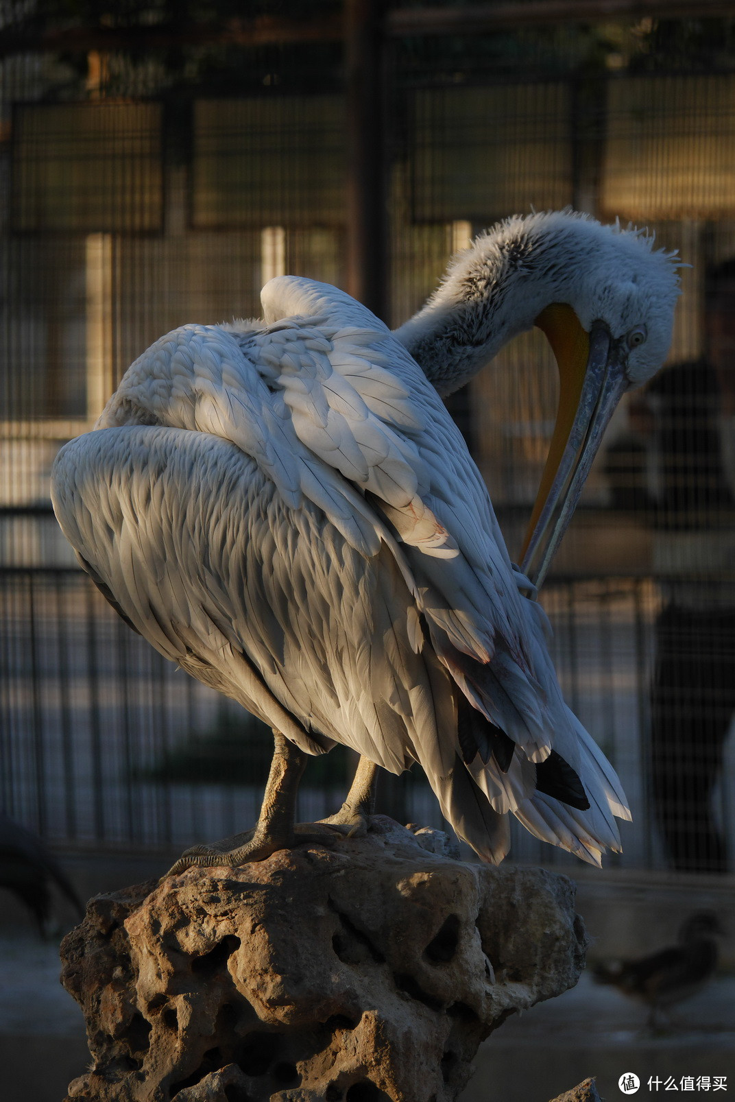 #本站首晒# 机动便携的长焦小炮 — Panasonic 松下100-300数毛测试