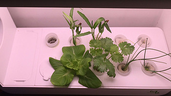 为家添一抹翠绿：巴比立方mini种植机使用测评