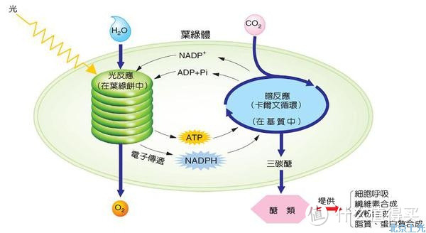 为家添一抹翠绿：巴比立方mini种植机使用测评