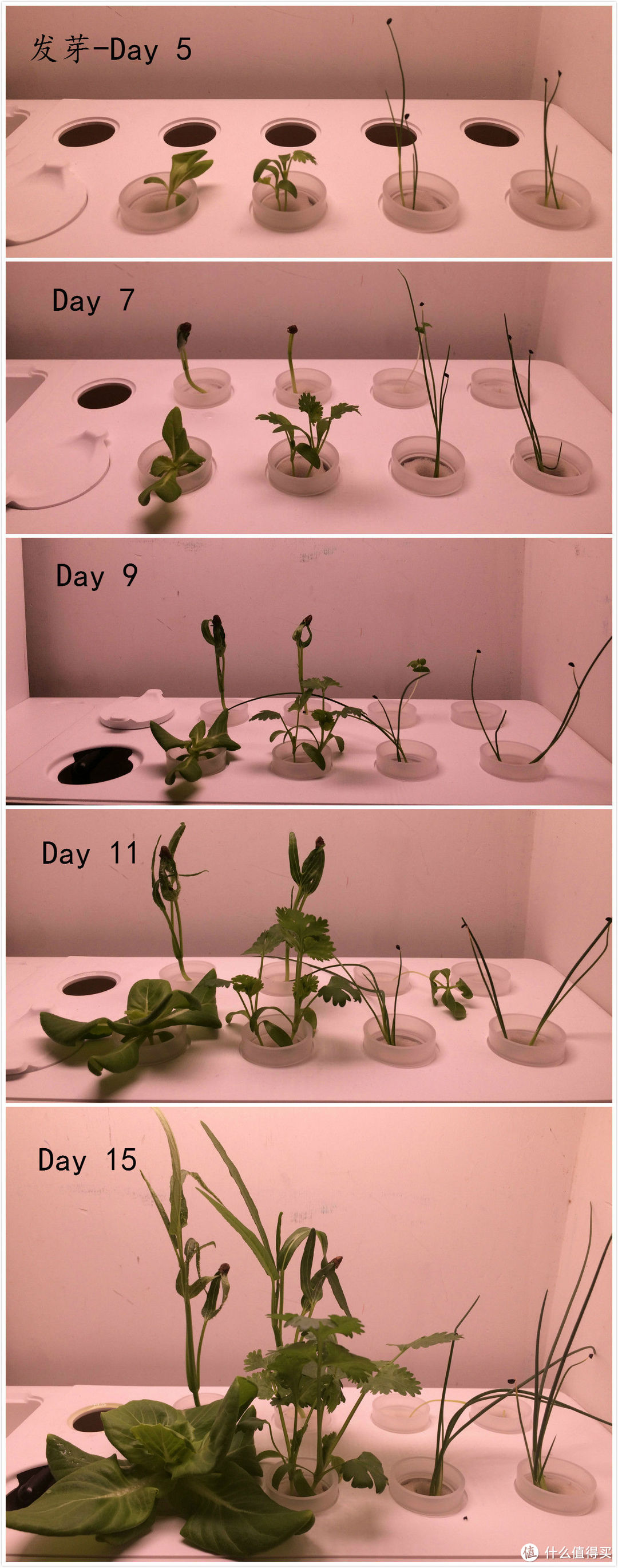 为家添一抹翠绿：巴比立方mini种植机使用测评