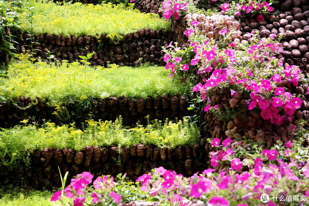 乡土国际范儿，植物大乐园 — 寿光菜博会