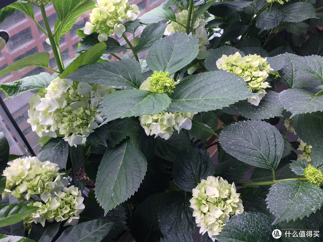 家装辛苦半年，阳台的花花世界初完工