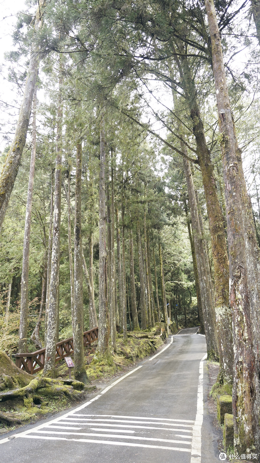 阿里山风景区 & 高雄