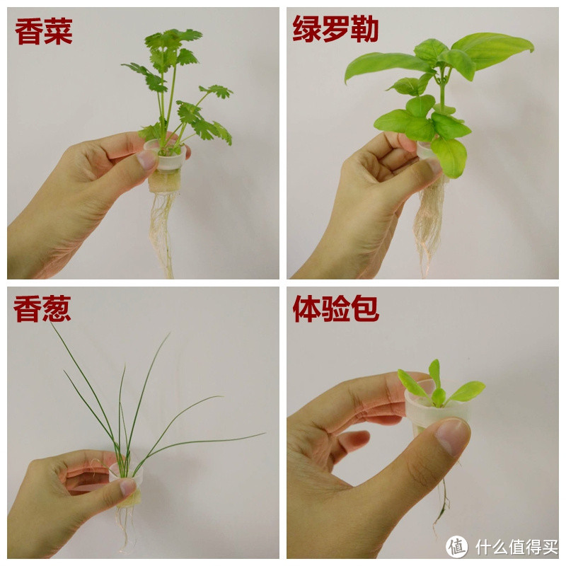 我的秘密菜园——mini巴比立方智能果蔬种植机测评