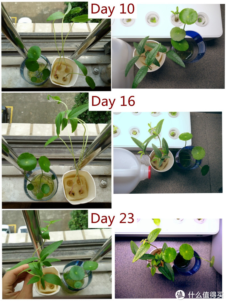 我的秘密菜园——mini巴比立方智能果蔬种植机测评