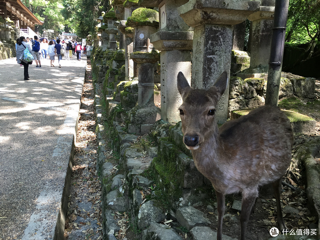 遇见日本之美，东京、名古屋、大阪、京都、奈良。