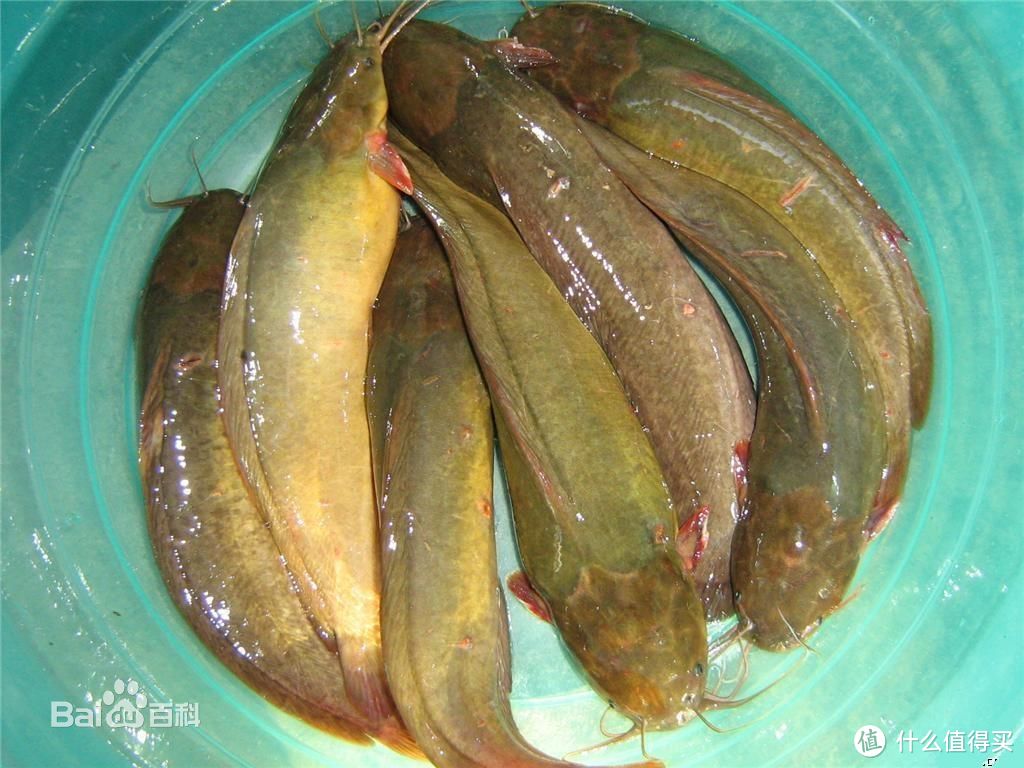 河里鱼的种类淡水图片