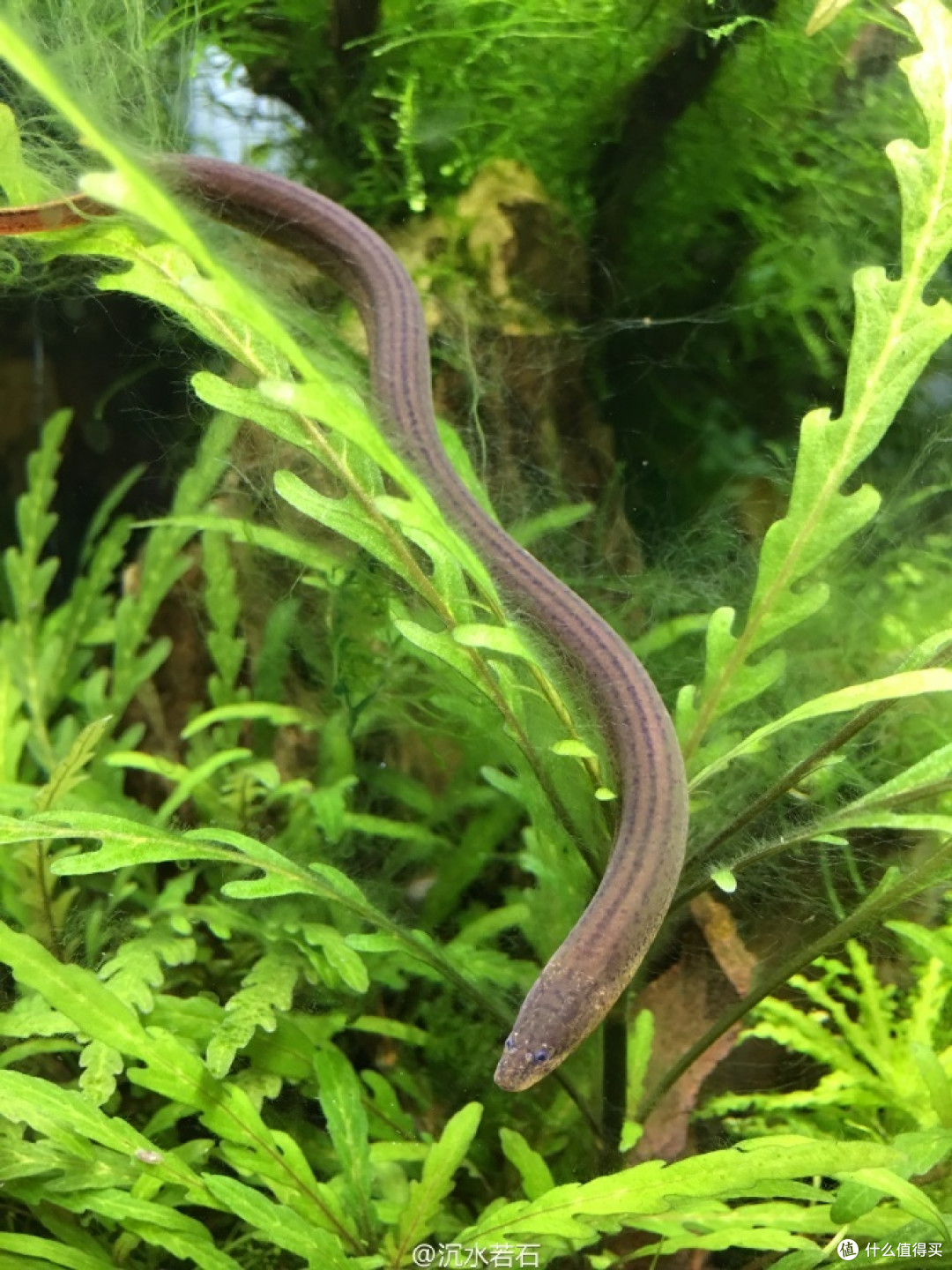 鱼,罗鱼,无鳞公子等,为辐鳍鱼纲合鳃目合鳃鱼科的淡水底栖肉食性鱼类