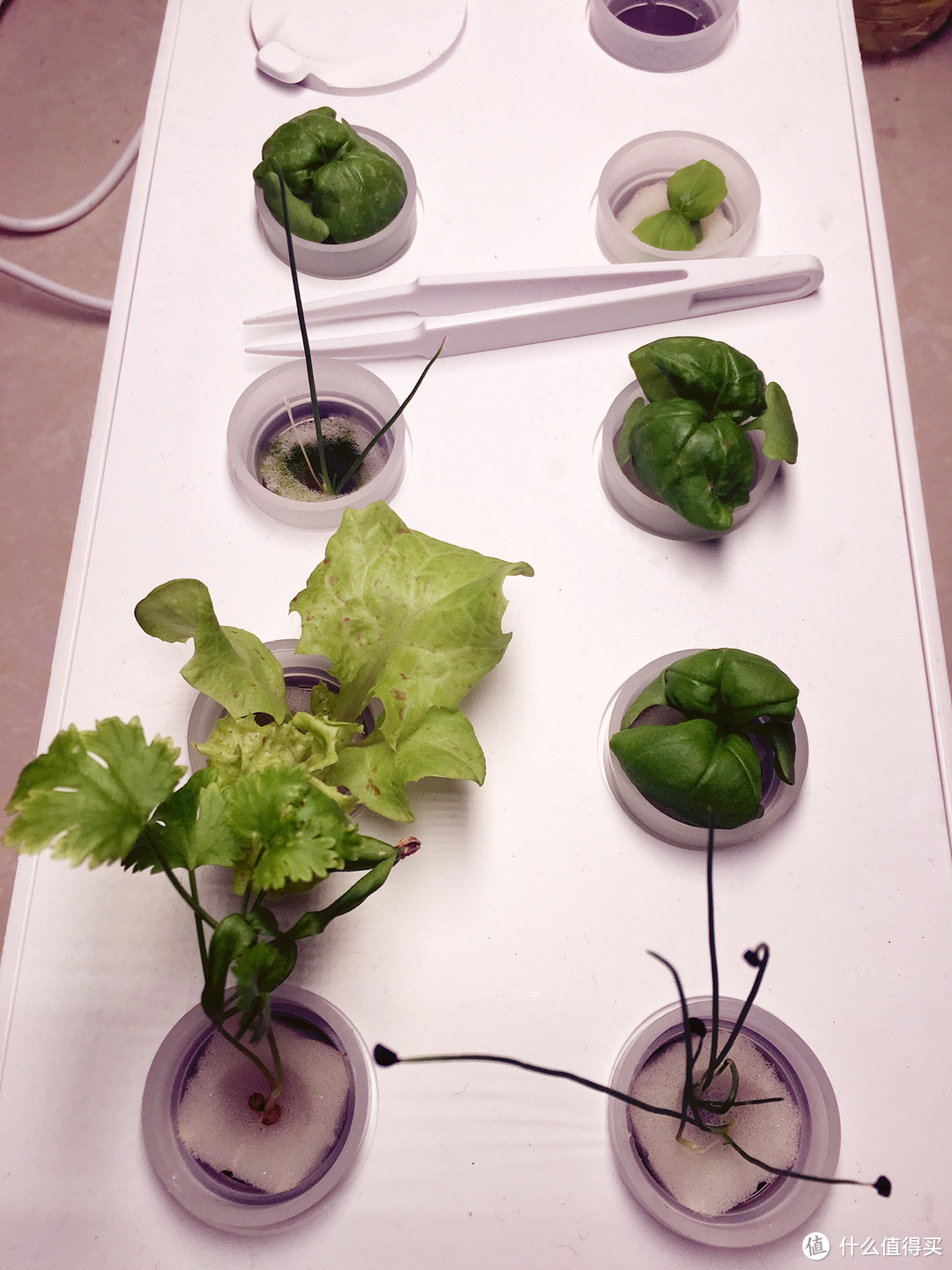 高颜值懒人种植机——芭比立方智能果蔬种植机测评