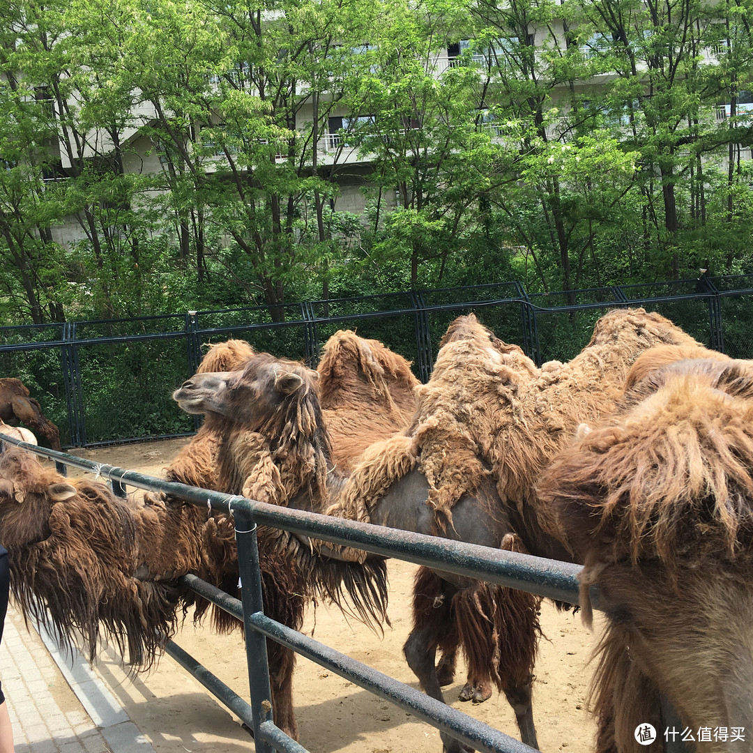 瘋狂動物城記大連森林動物園一日遊