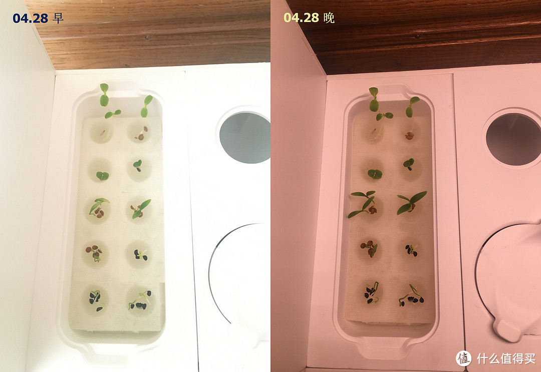 【自己种点小菜吃吃】mini巴比立方智能果蔬种植机评测