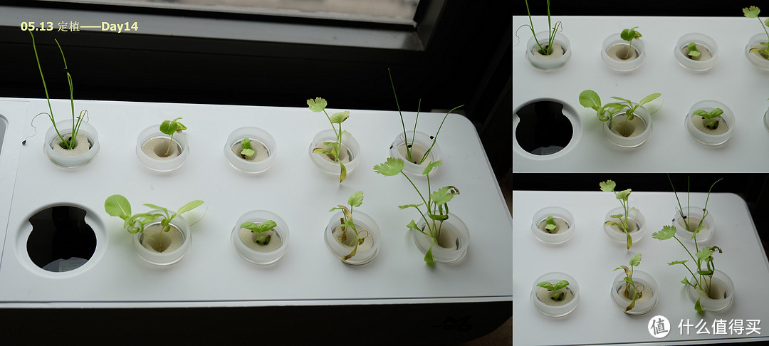 【自己种点小菜吃吃】mini巴比立方智能果蔬种植机评测