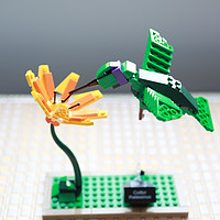 等一朵花开的时间：LEGO 乐高 21301 鸟类模型