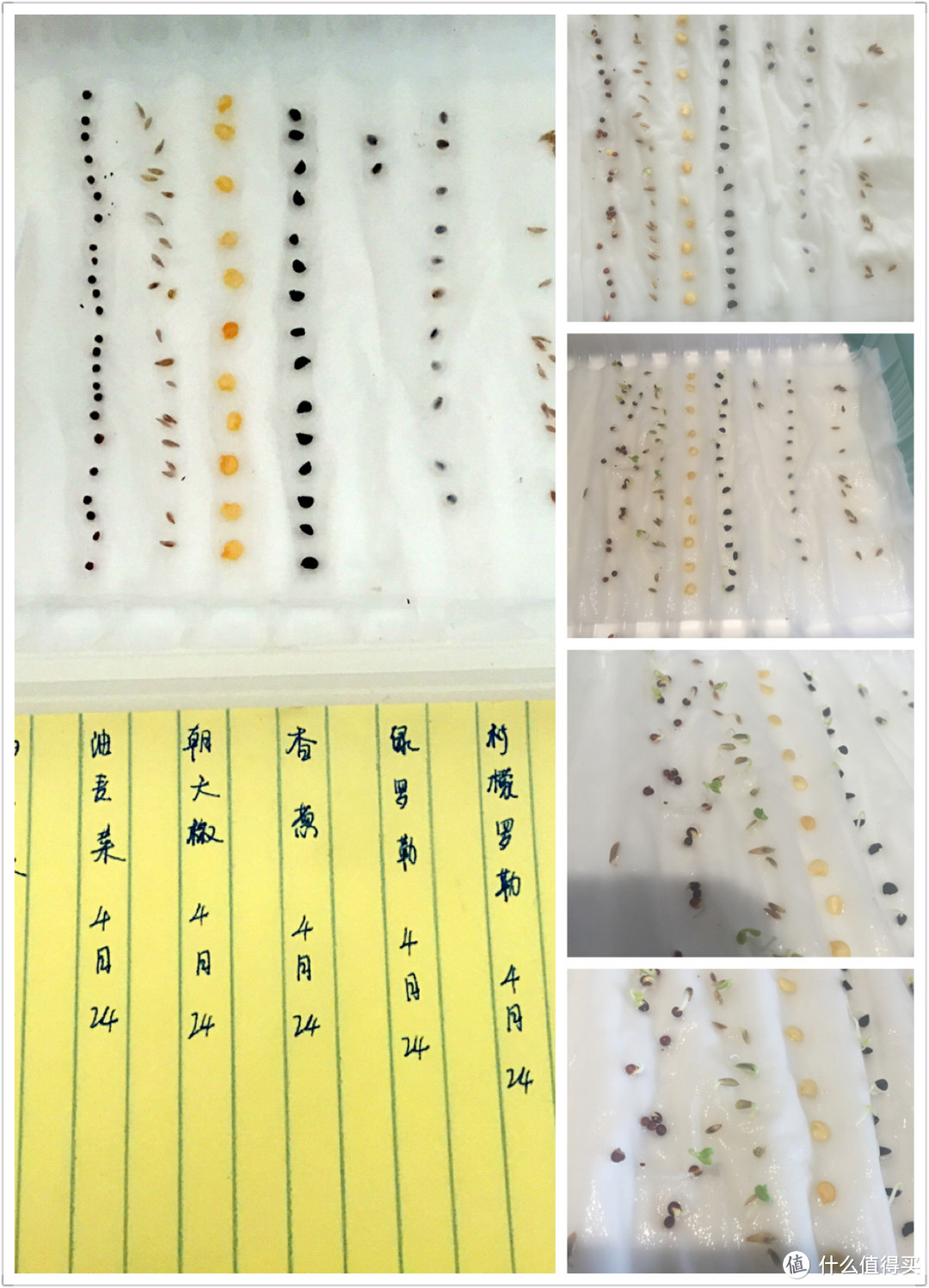 室内田园风之麻麻汇 mini巴比立方 智能果蔬种植机使用心得