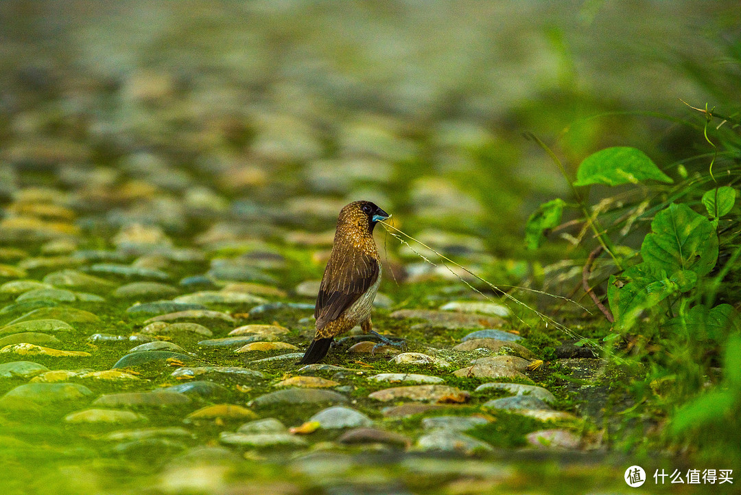 #本站首晒# 大身材看小世界 — Nikon 尼康 AF-S 尼克尔 200-500 F5.6E 超长焦镜头 简评