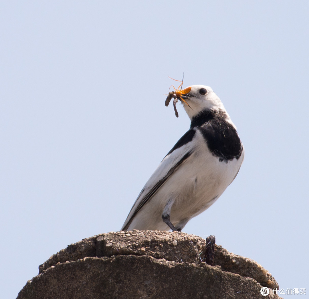 #本站首晒# 大身材看小世界 — Nikon 尼康 AF-S 尼克尔 200-500 F5.6E 超长焦镜头 简评