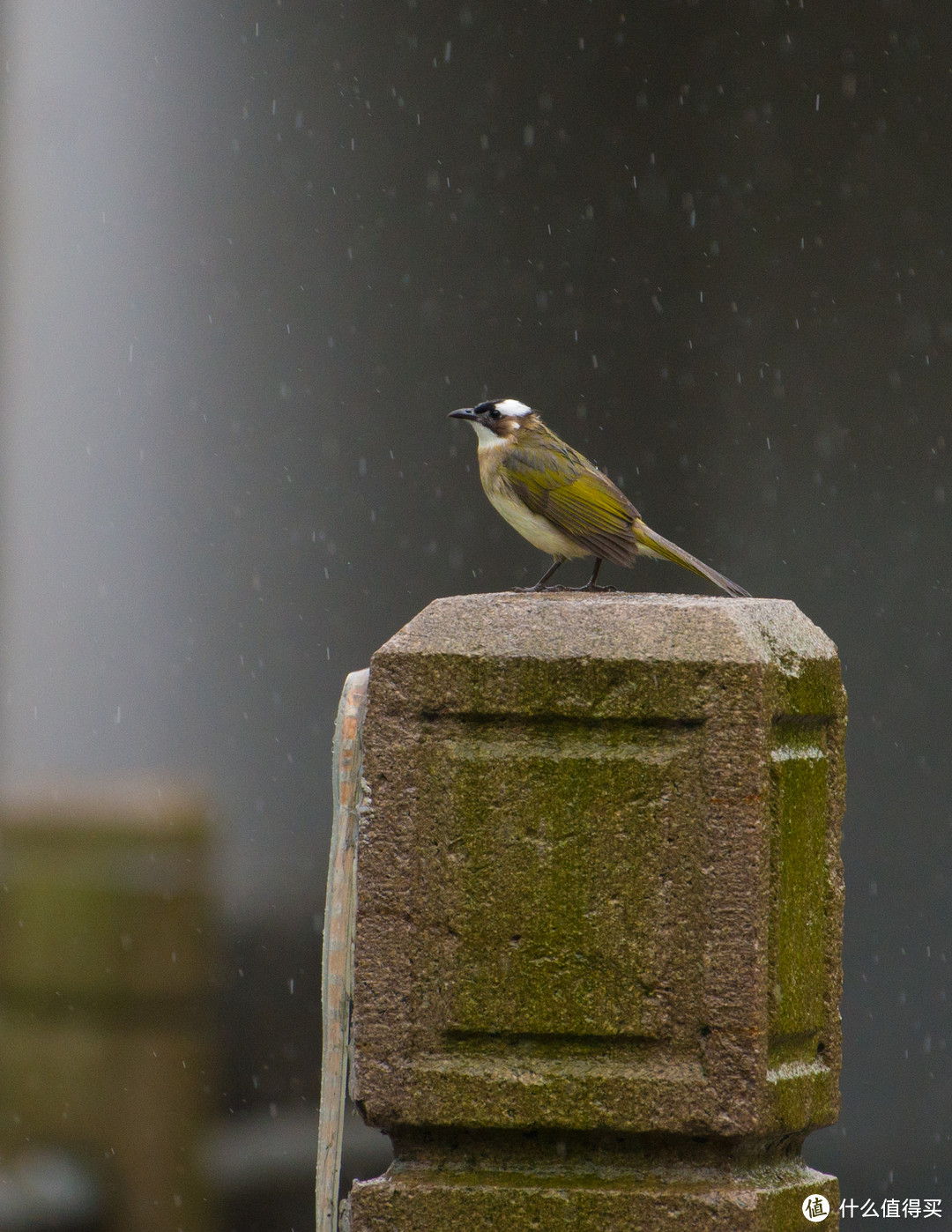 #本站首晒# 大身材看小世界 — Nikon 尼康 AF-S 尼克尔 200-500 F5.6E 超长焦镜头 简评