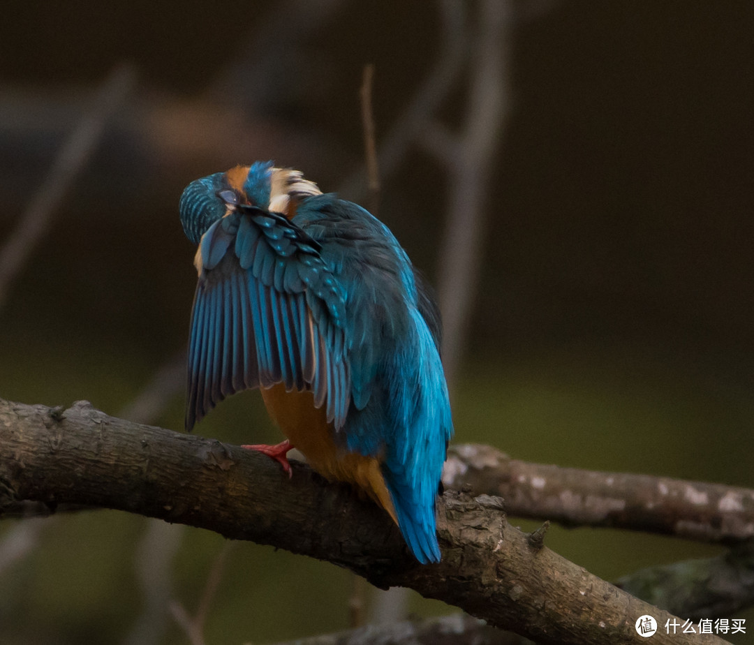 #本站首晒# 大身材看小世界 — Nikon 尼康 AF-S 尼克尔 200-500 F5.6E 超长焦镜头 简评