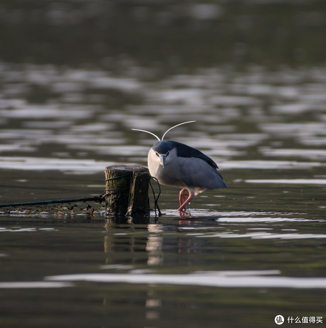 #本站首晒# 大身材看小世界 — Nikon 尼康 AF-S 尼克尔 200-500 F5.6E 超长焦镜头 简评