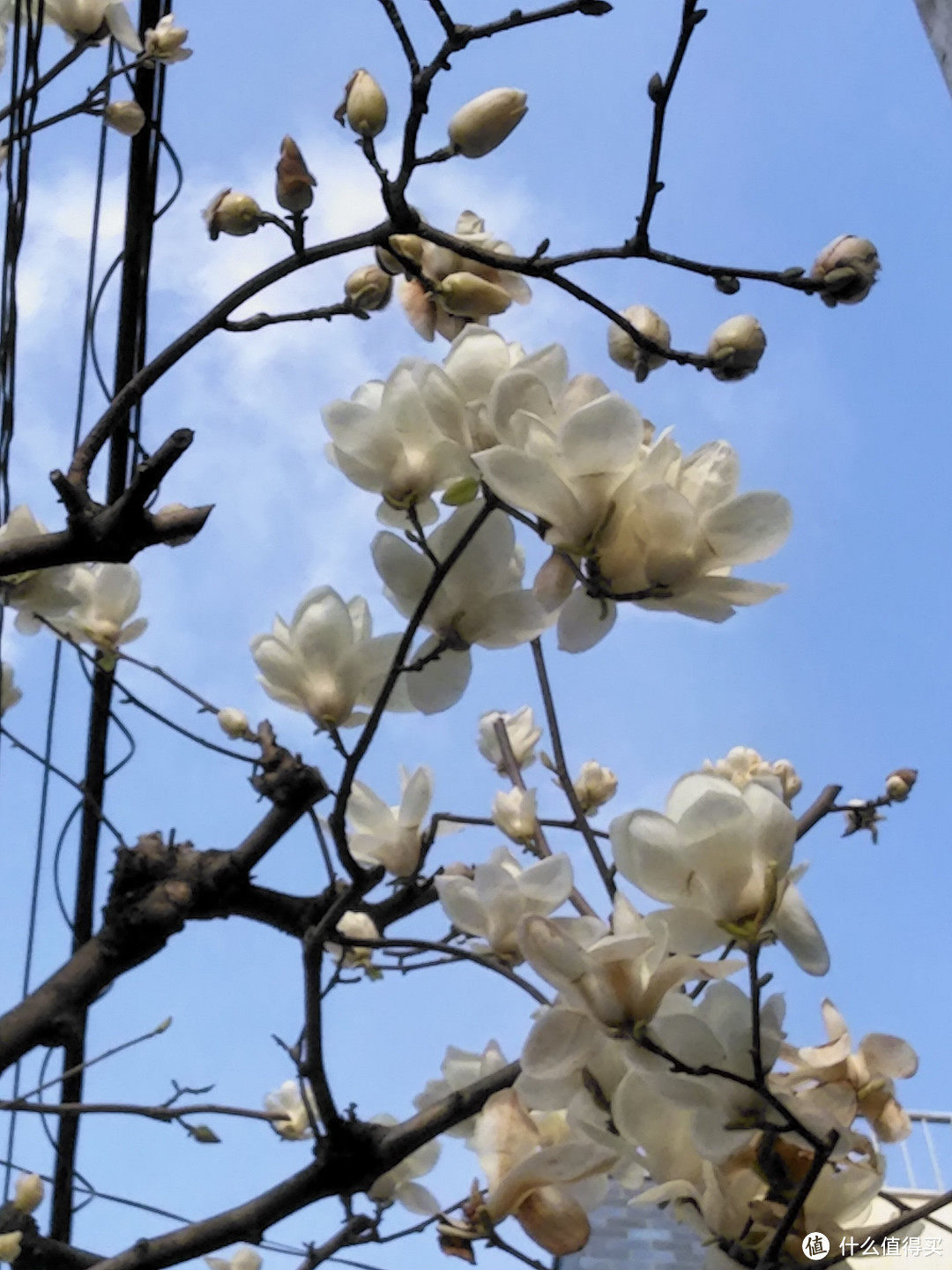 神乐坂巷游+早稻田大学+都电荒川线+谷根千+东京站夜景