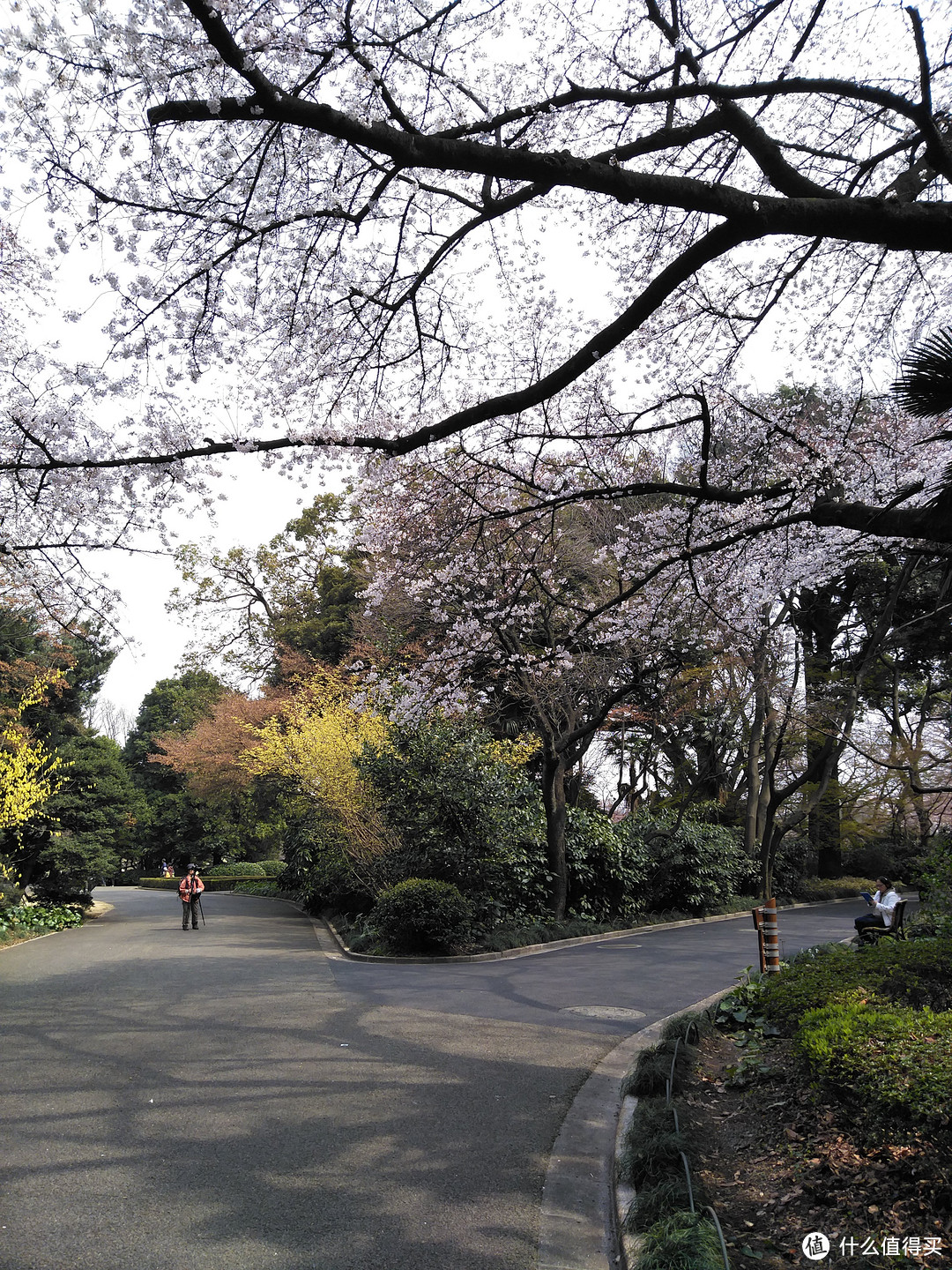 新宿御苑+明治神宫+表参道+惠比寿巷游+代官山+晴空塔