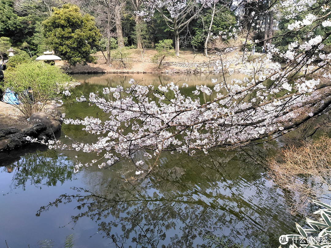 新宿御苑+明治神宫+表参道+惠比寿巷游+代官山+晴空塔