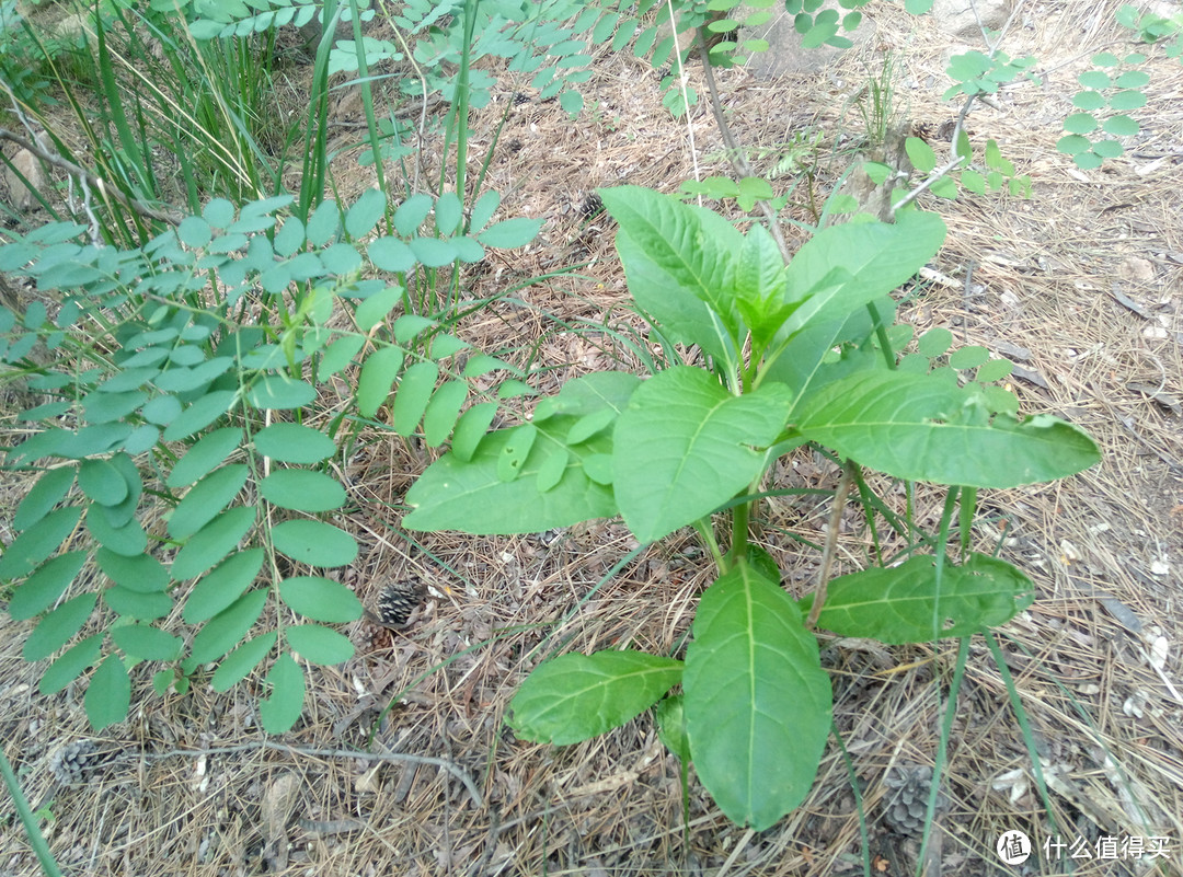 爱没了，坎坷一路终见法海