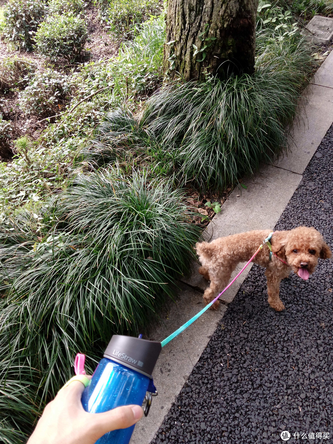 如何抓对生命的straw—<“Lifestraw Go-S16”生命水壶评测之寻找正确的水源>