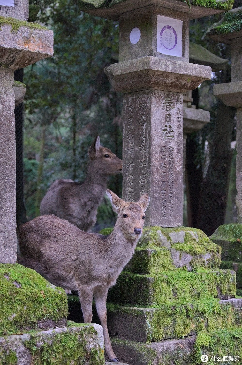 行程计划以及奈良