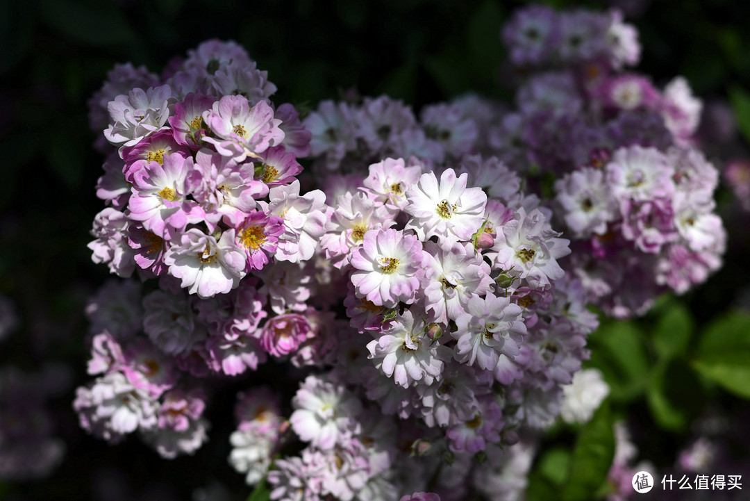 人类光学精华之标头：Nikon 尼康 AF 50mm f/1.8D 标准定焦镜头开箱小试