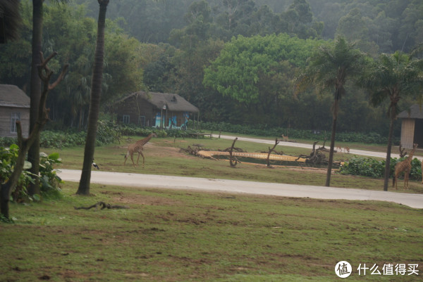 #宝贝计划#爸爸去哪儿-广州\/珠海 长隆亲子游