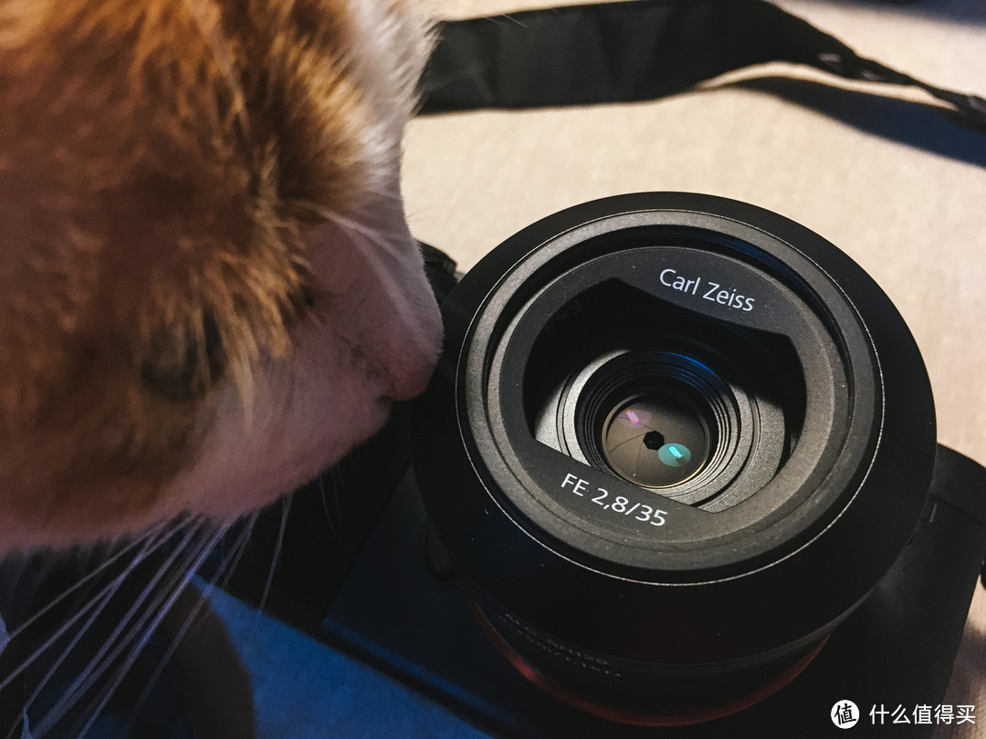 为了更好的拍猫：从 Nikon 尼康 D7000 到 SONY 索尼 A7M2