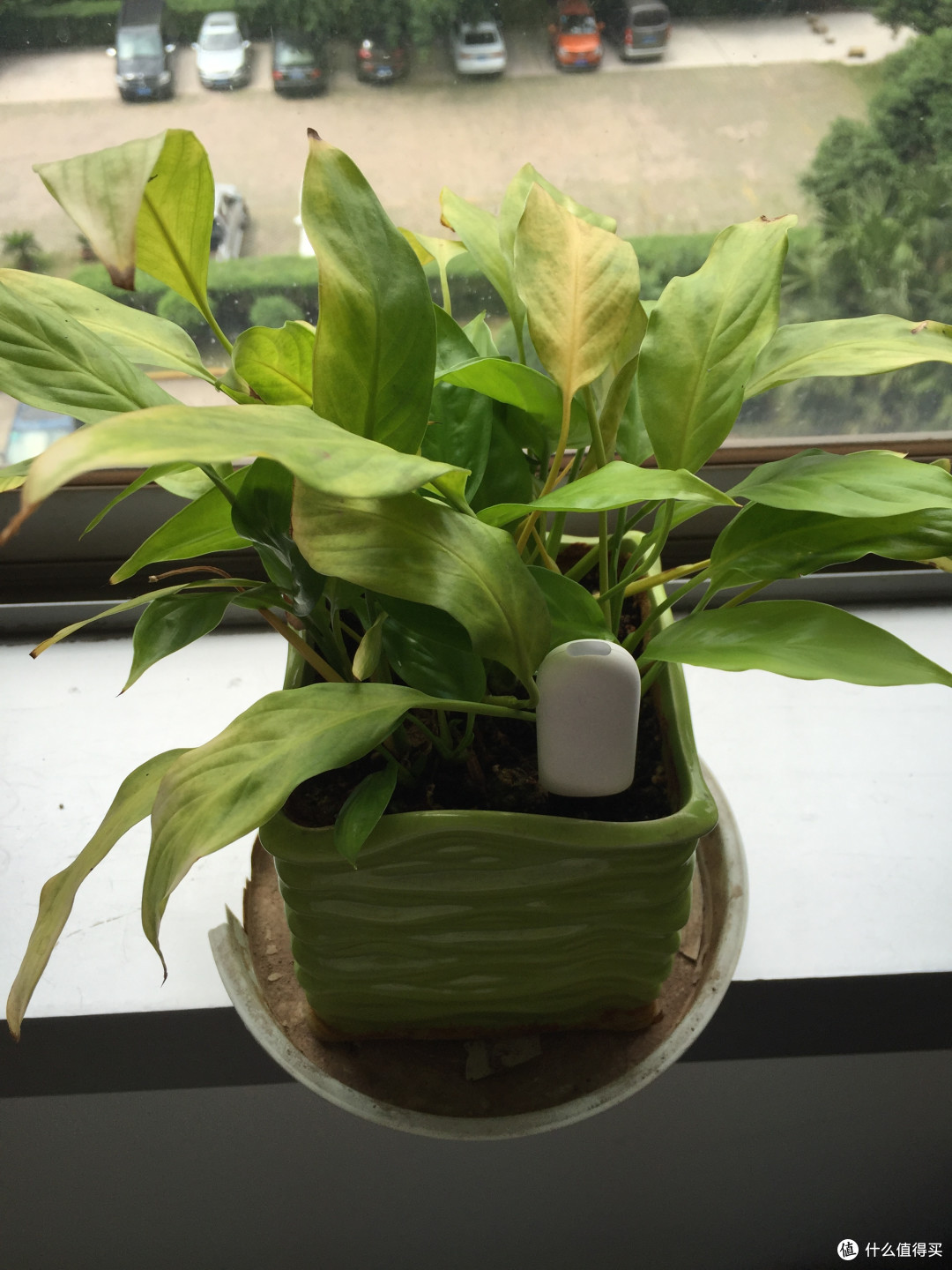 养花小帮手 — 花花草草检测仪