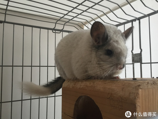 萌一脸血——四年饲养龙猫经验分享