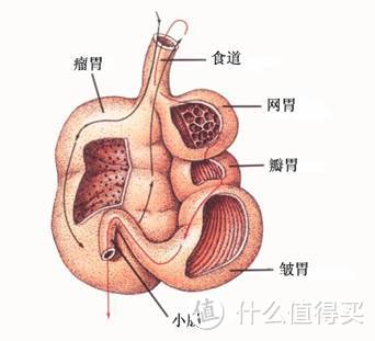 胃，你还好吗？