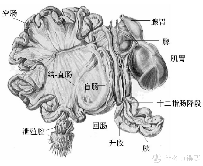 胃，你还好吗？