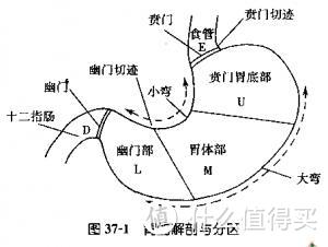 胃，你还好吗？