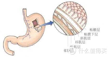 胃，你还好吗？