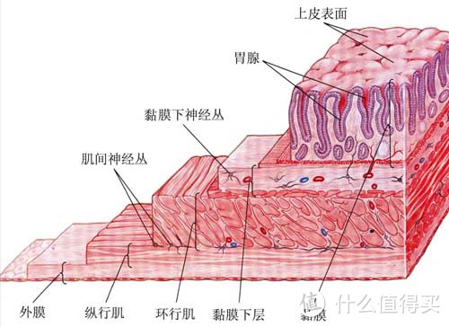 胃，你还好吗？