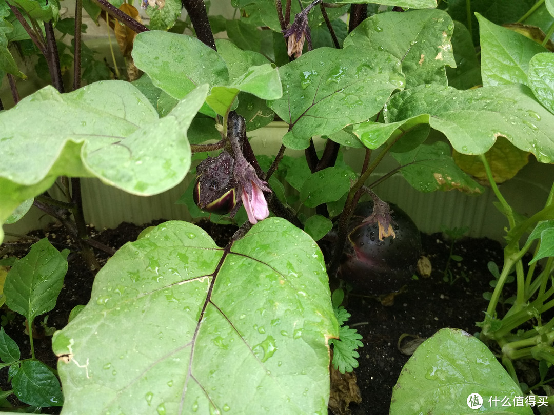 菜农小玩具——MI 小米 花花草草 检测仪