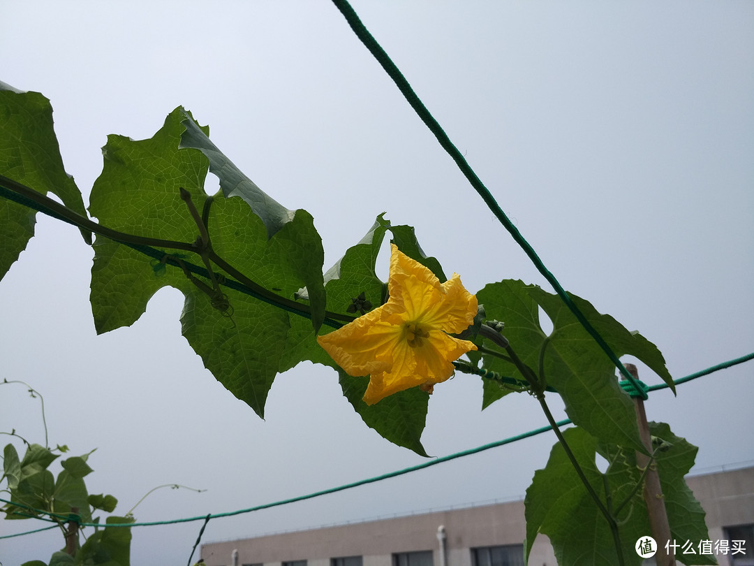 菜农小玩具——MI 小米 花花草草 检测仪