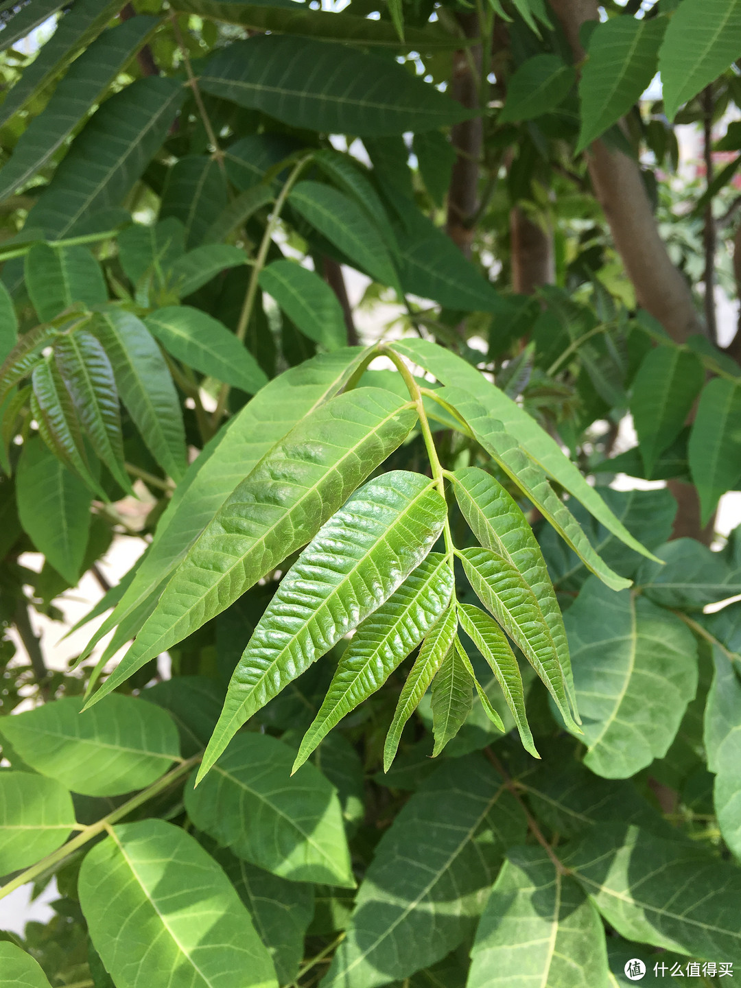 在这炎炎夏日痛快的吃一碗面条—利快压面机使用评测