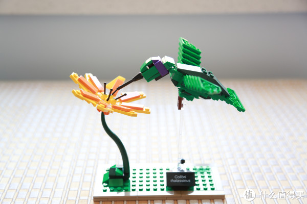等一朵花开的时间:lego 乐高 21301 鸟类模型
