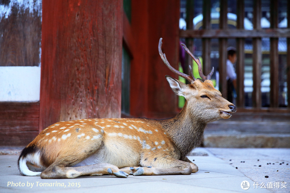 霓虹夏天の味道 (奈良、京都、镰仓)