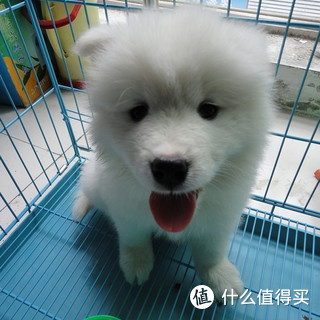 小串串也很可爱：一个铲屎官是怎样炼成的