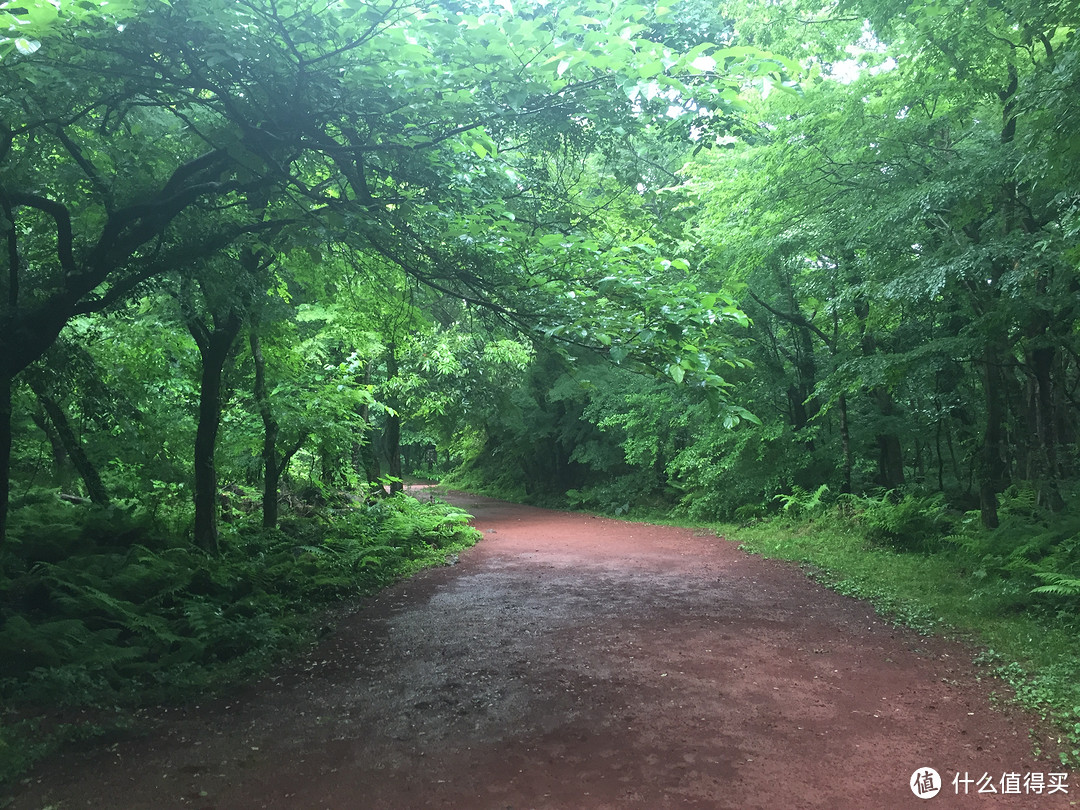 与其爬山看海 不如迷雾森林——济州岛 Ecoland 火车生态公园 游记