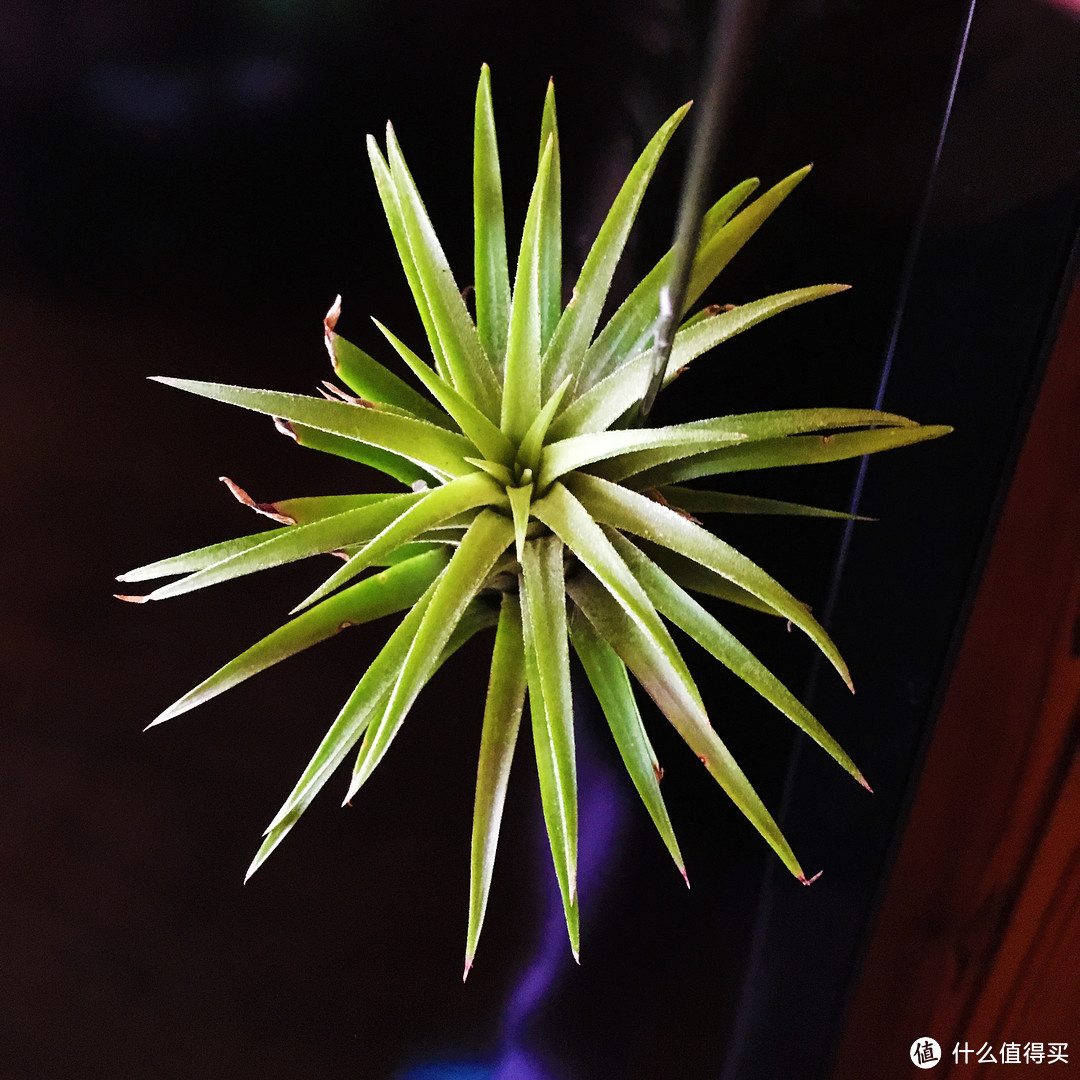 来自星星的植物 — 空气凤梨