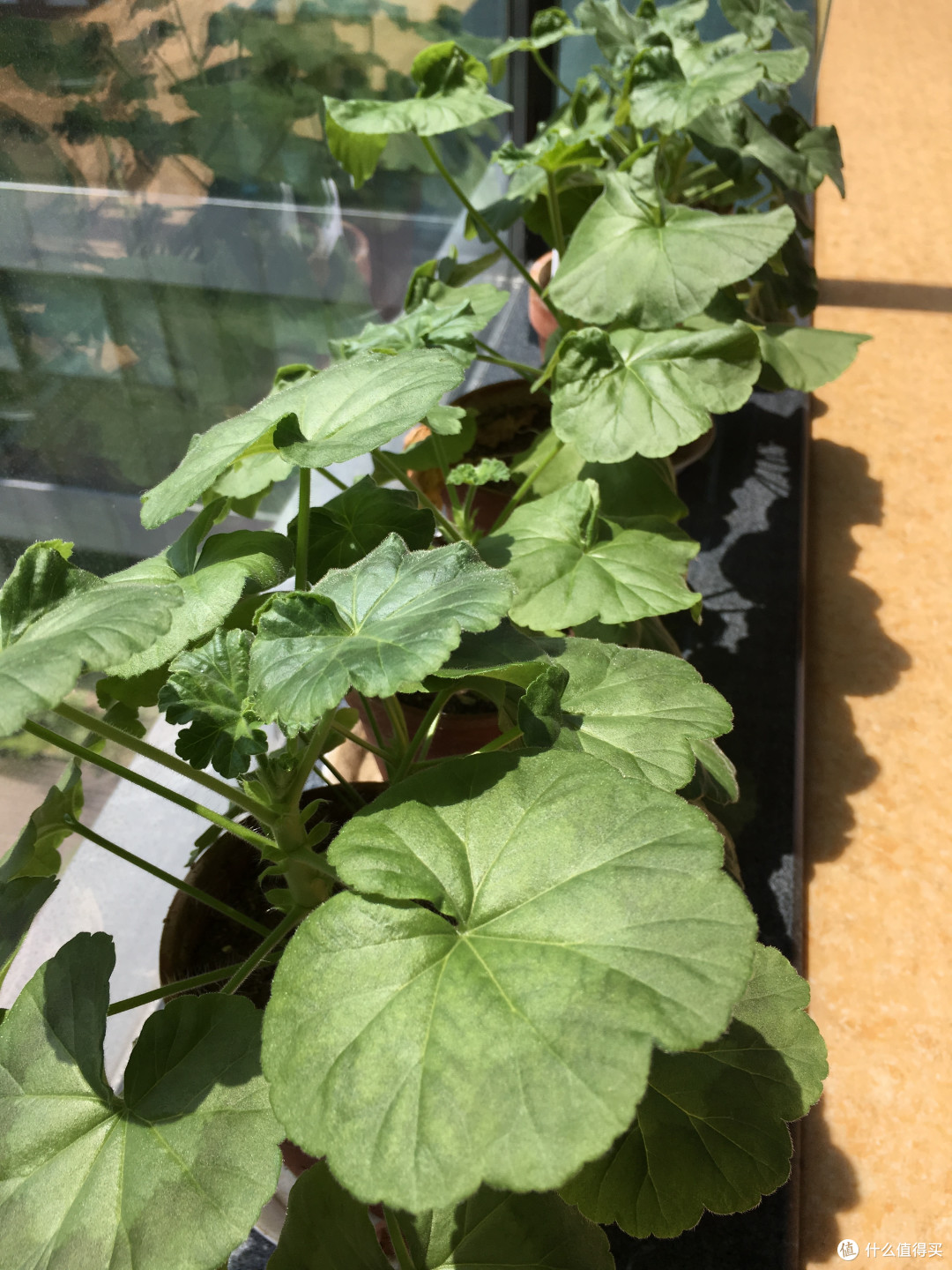 #原创新人#小米花花 草草检测仪 使用体验