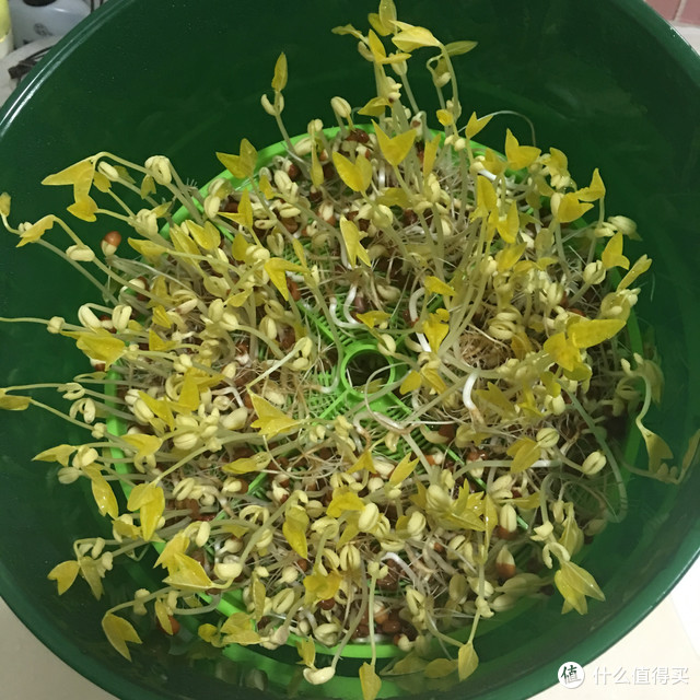 远离带毒豆芽菜：Royalstar 荣事达 DY-20T 微电脑双层豆芽机